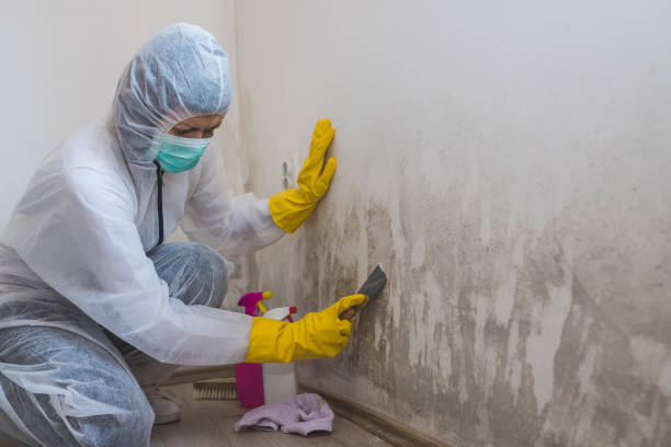 Best Crawl Space Mold Removal  in Margate City, NJ