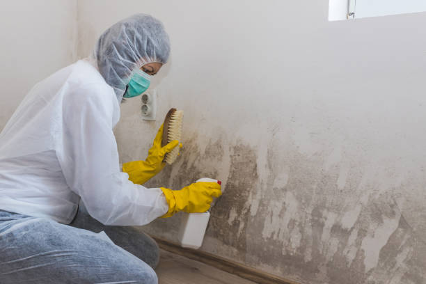 Reliable Margate City, NJ Mold Removal Solutions