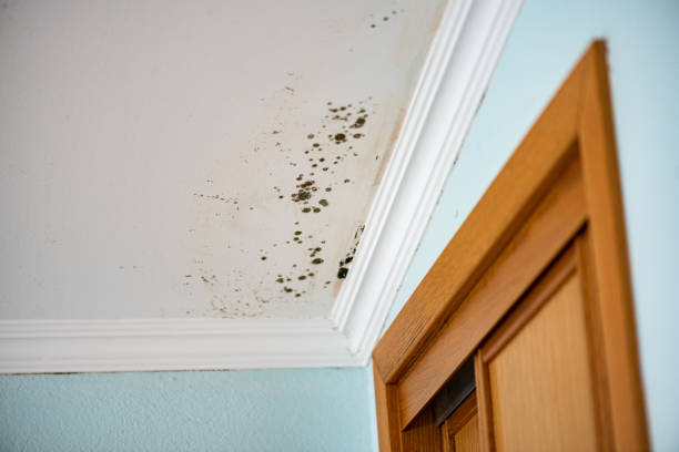 Best Emergency Mold Removal  in Margate City, NJ