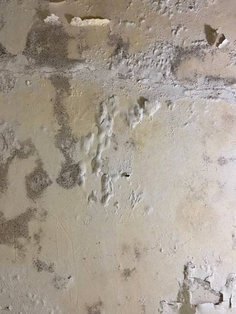 Best Commercial Mold Removal  in Margate City, NJ