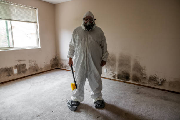 Best Mold Damage Repair  in Margate City, NJ
