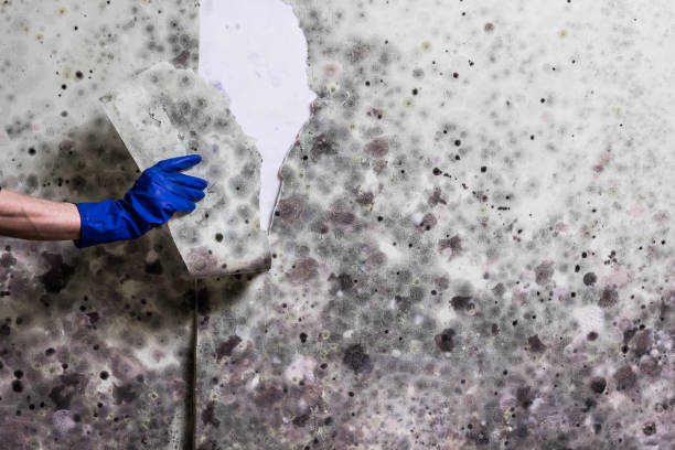Best Affordable Mold Removal  in Margate City, NJ