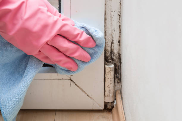 Best Attic Mold Removal  in Margate City, NJ
