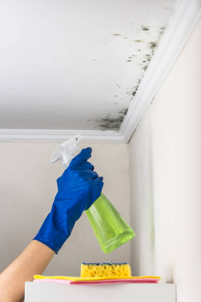 Crawl Space Mold Removal in Margate City, NJ